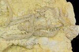Slab With Multiple Starfish Urasterella Fossils - Oklahoma #145034-1